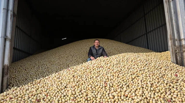 Généreux, un agriculteur offre 90 tonnes de pommes de terre invendues plutôt que de tout jeter